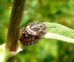 Attēlu rezultāti vaicājumam “Eurygaster testudinaria nymph”