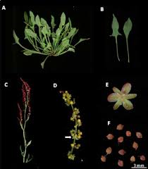 Attēlu rezultāti vaicājumam “Rumex acetosa flower”