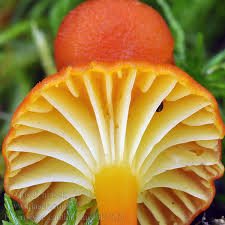 Attēlu rezultāti vaicājumam “Hygrocybe cantharellus”