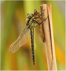 Attēlu rezultāti vaicājumam “Brachytron pratense”