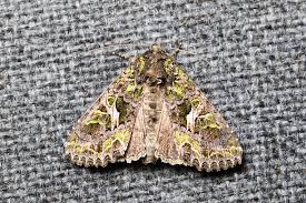 Attēlu rezultāti vaicājumam “Trachea atriplicis”