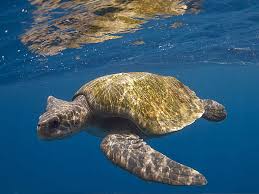 Image result for Lepidochelys olivacea