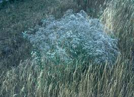 Attēlu rezultāti vaicājumam “Gypsophila paniculata leaf”