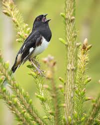 Image result for Pipilo erythrophthalmus