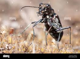 Attēlu rezultāti vaicājumam “Cicindela sylvatica”