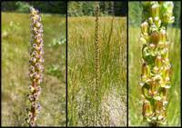 Attēlu rezultāti vaicājumam “Triglochin maritimum flower”