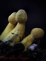 Attēlu rezultāti vaicājumam “Hymenoscyphus fructigenus var. coryli”