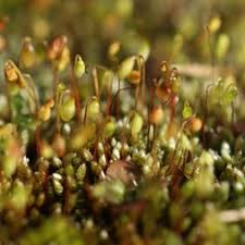 Attēlu rezultāti vaicājumam “Bryales”