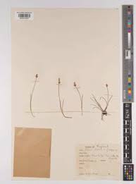 Attēlu rezultāti vaicājumam “Carex dioica”