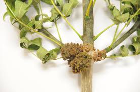 Attēlu rezultāti vaicājumam “Eriophyes padi”