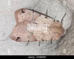 Attēlu rezultāti vaicājumam “Agrochola litura”