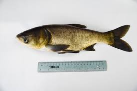 Image result for Hypophthalmichthys nobilis