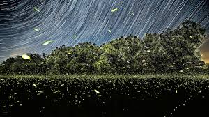 Image result for Fareham Fireflys Yc