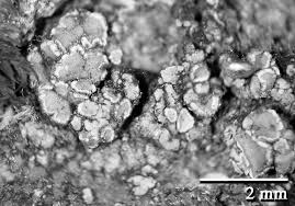 Attēlu rezultāti vaicājumam “Lecanora muralis”