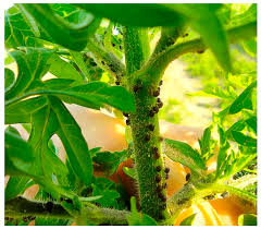 Attēlu rezultāti vaicājumam “Ambrosia artemisiifolia bud”