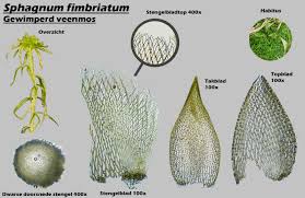 Attēlu rezultāti vaicājumam “Sphagnum fimbriatum”