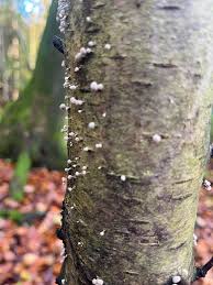 Attēlu rezultāti vaicājumam “Phleogena faginea young”