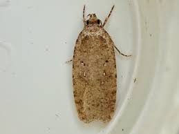 Attēlu rezultāti vaicājumam “Agonopterix heracliana”