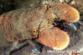 Image result for Scyllarides latus