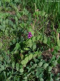 Attēlu rezultāti vaicājumam “Lathyrus japonicus subsp. maritimus flower”