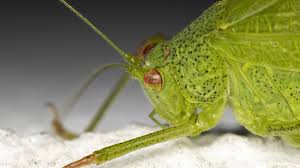 Attēlu rezultāti vaicājumam “Tettigoniodea”