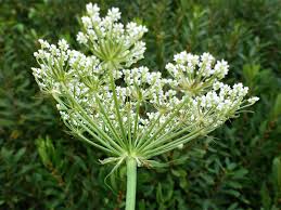 Attēlu rezultāti vaicājumam “Peucedanum palustre”