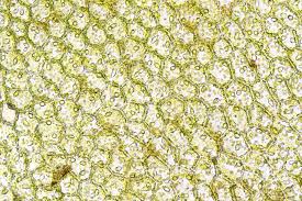 Attēlu rezultāti vaicājumam “Chiloscyphus pallescens”