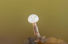 Attēlu rezultāti vaicājumam “Clastoderma debaryanum macro”