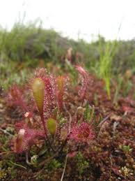 Attēlu rezultāti vaicājumam “Drosera x obovata”