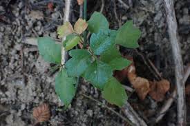 Attēlu rezultāti vaicājumam “Reticularia jurana”