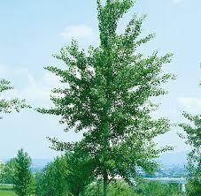 Attēlu rezultāti vaicājumam “Populus x lettland”