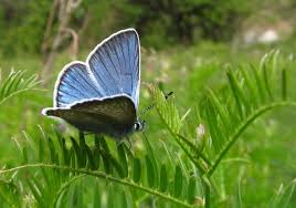 Attēlu rezultāti vaicājumam “Agrodiaetus amandus female”