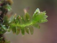 Attēlu rezultāti vaicājumam “Plagiothecium denticulatum”