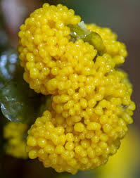 Attēlu rezultāti vaicājumam “Lamproderma gulielmae macro”