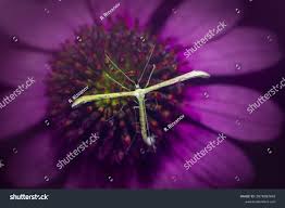 Attēlu rezultāti vaicājumam “Platyptilia gonodactyla imago”