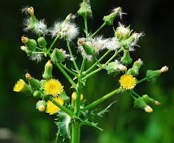 Attēlu rezultāti vaicājumam “Sonchus asper flower”
