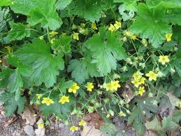 Attēlu rezultāti vaicājumam “Waldsteinia geoides flower”