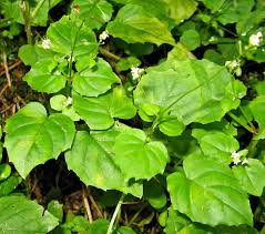 Attēlu rezultāti vaicājumam “Oenothera rubricauli”
