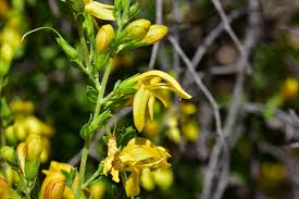 Attēlu rezultāti vaicājumam “Claustria didermoides stalked”