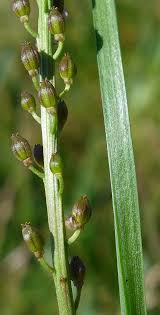 Attēlu rezultāti vaicājumam “Triglochin maritimum flower”