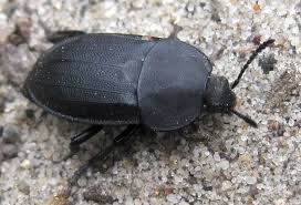 Attēlu rezultāti vaicājumam “Silpha obscura”