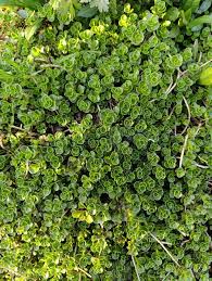 Attēlu rezultāti vaicājumam “Phedimus spurius flower”