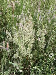 Attēlu rezultāti vaicājumam “Trisetum flavescens flower”