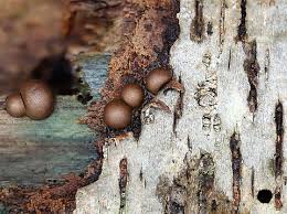 Attēlu rezultāti vaicājumam “Lycogala sp.”