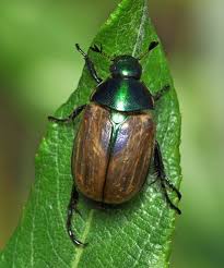 Attēlu rezultāti vaicājumam “Anomala dubia”