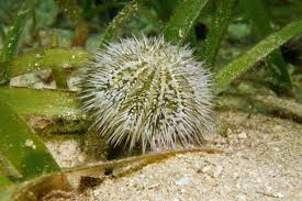 Image result for Strongylocentrotus droebachiensis