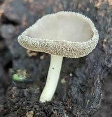 Attēlu rezultāti vaicājumam “Helvella macropus”