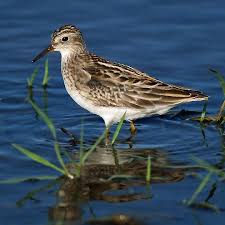 Image result for Calidris subminuta
