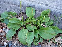 Attēlu rezultāti vaicājumam “Plantago major”