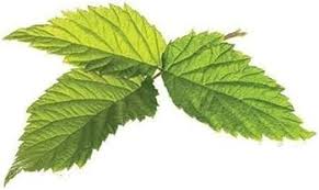 Attēlu rezultāti vaicājumam “Rubus idaeus leaf”